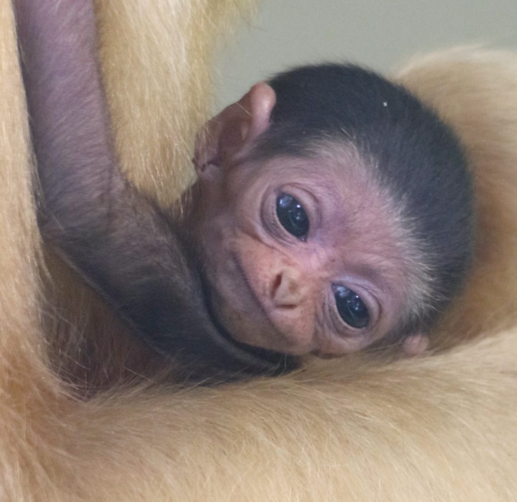 cute baby monkey